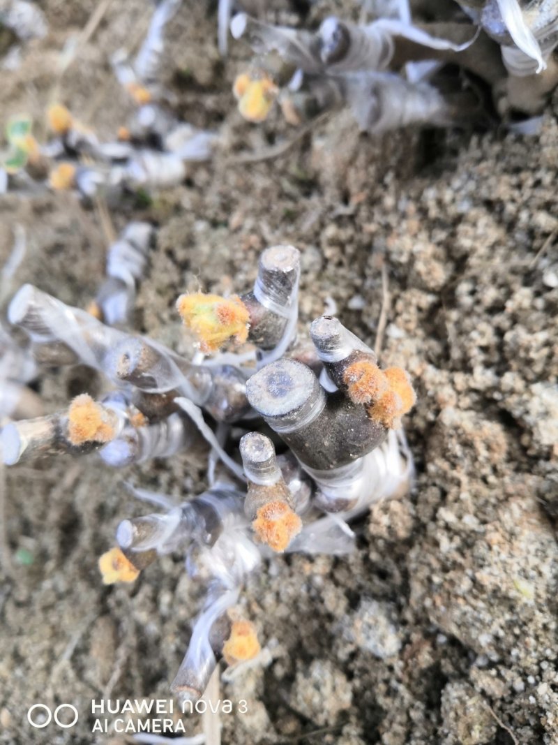 翠玉苗，红阳苗，东红猕猴桃苗/量大从优，保质保量