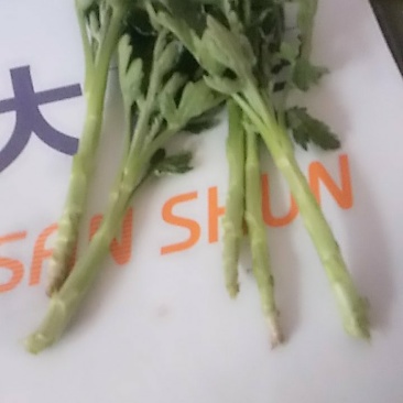 菊花苗