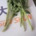 菊花苗