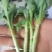 菊花苗