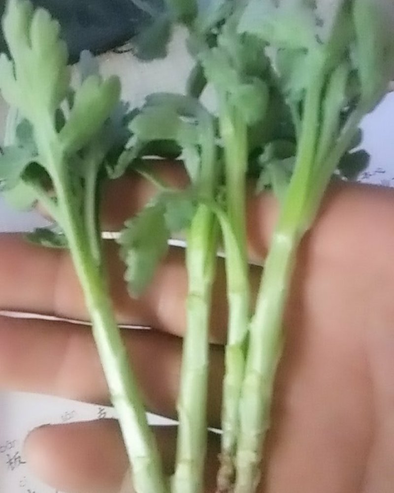 菊花苗