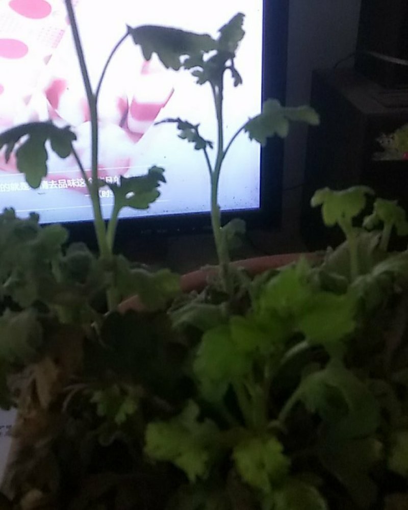 菊花苗