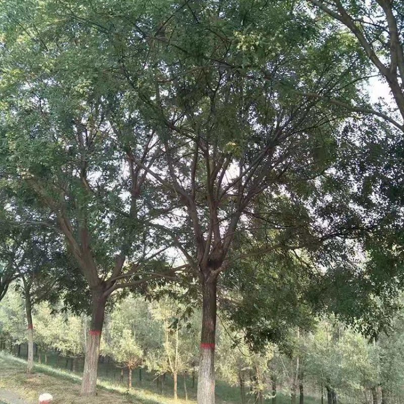 国槐，槐树，自产自销，质量保证，可视频看货
