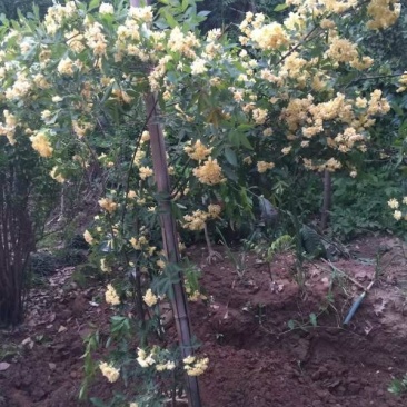 沭阳大型木香花种植基地大量销售中价格优惠