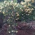 沭阳大型木香花种植基地大量销售中价格优惠