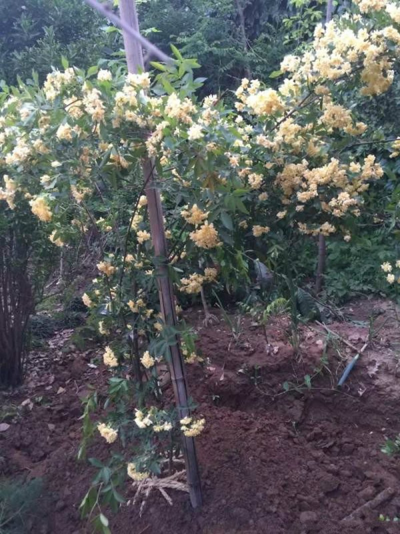 沭阳大型木香花种植基地大量销售中价格优惠