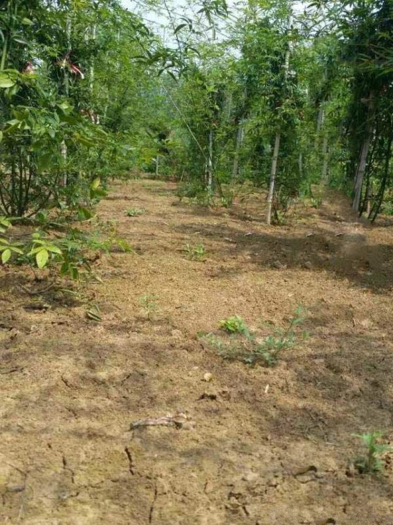 沭阳大型木香花种植基地大量销售中价格优惠