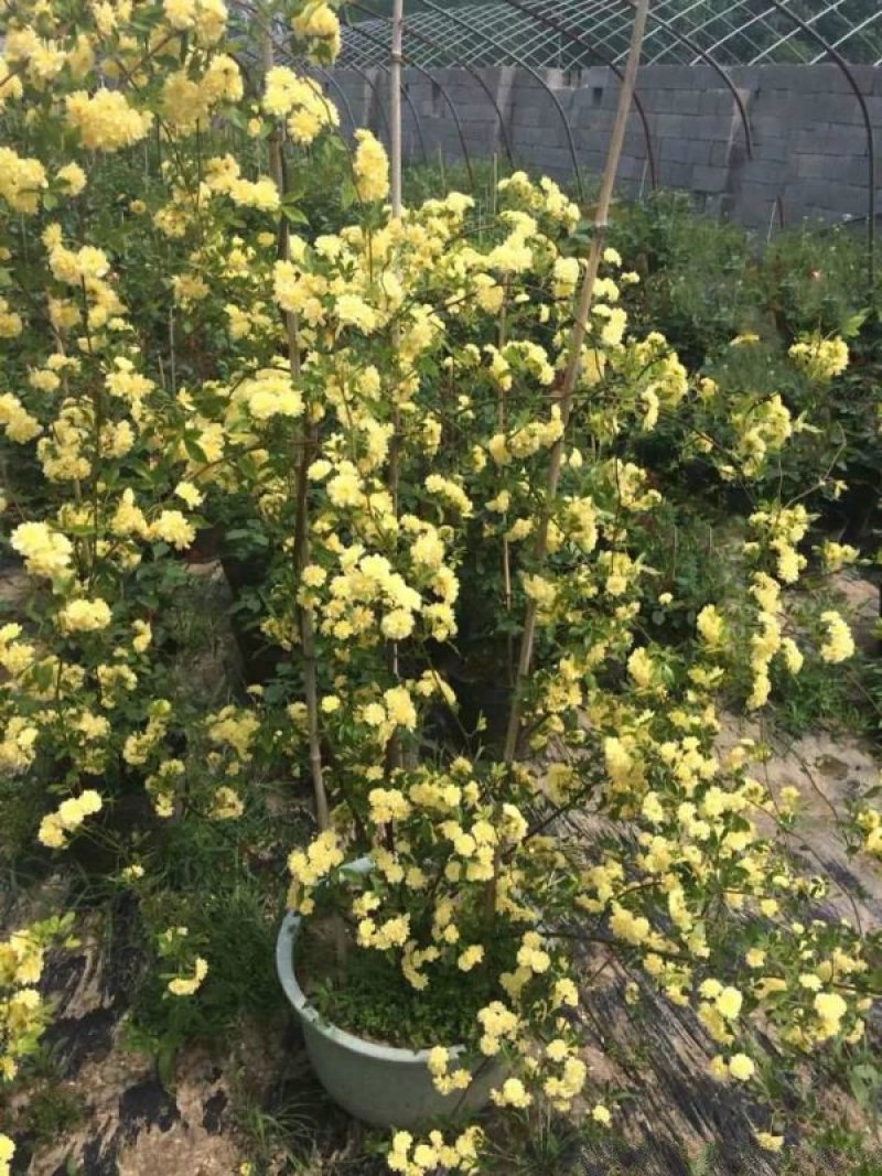 沭阳大型木香花种植基地大量销售中价格优惠