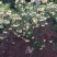 沭阳大型木香花种植基地大量销售中价格优惠