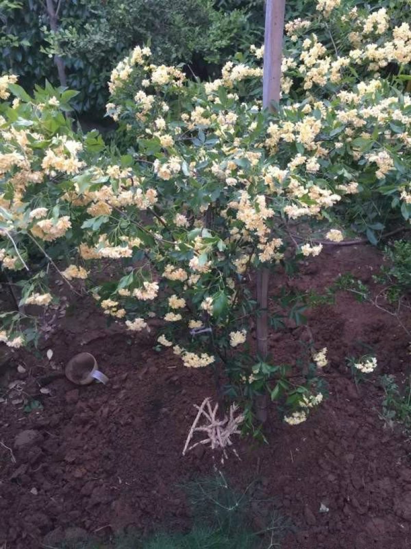 沭阳大型木香花种植基地大量销售中价格优惠