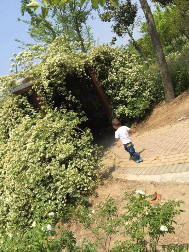 沭阳大型木香花种植基地大量销售中价格优惠