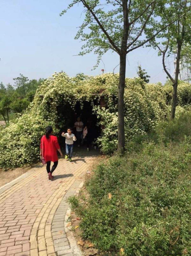 沭阳大型木香花种植基地大量销售中价格优惠