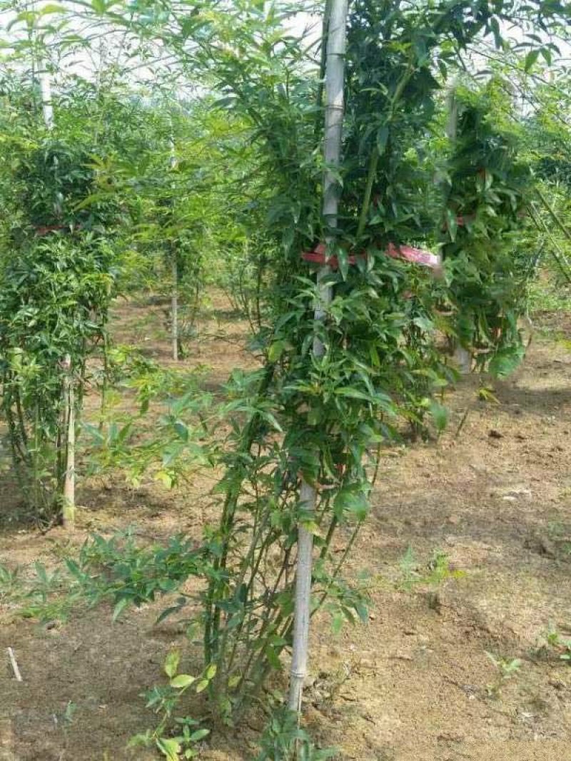 沭阳大型木香花种植基地大量销售中价格优惠