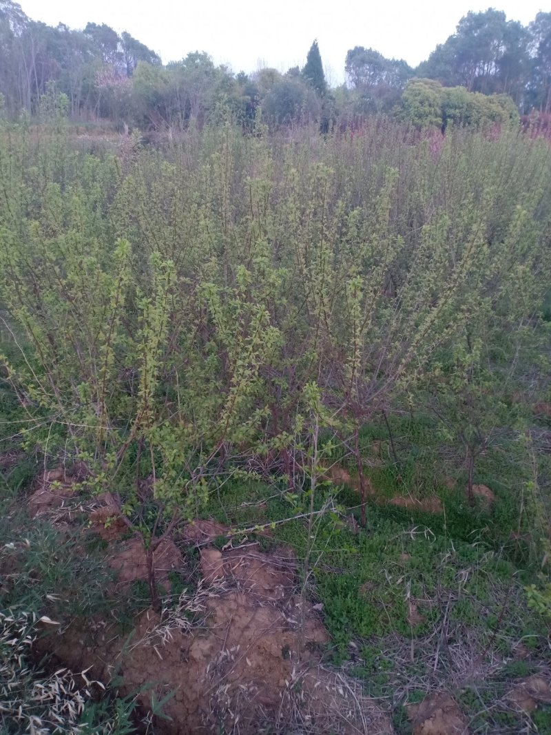 嫁接红梅苗/树数量充足规格全