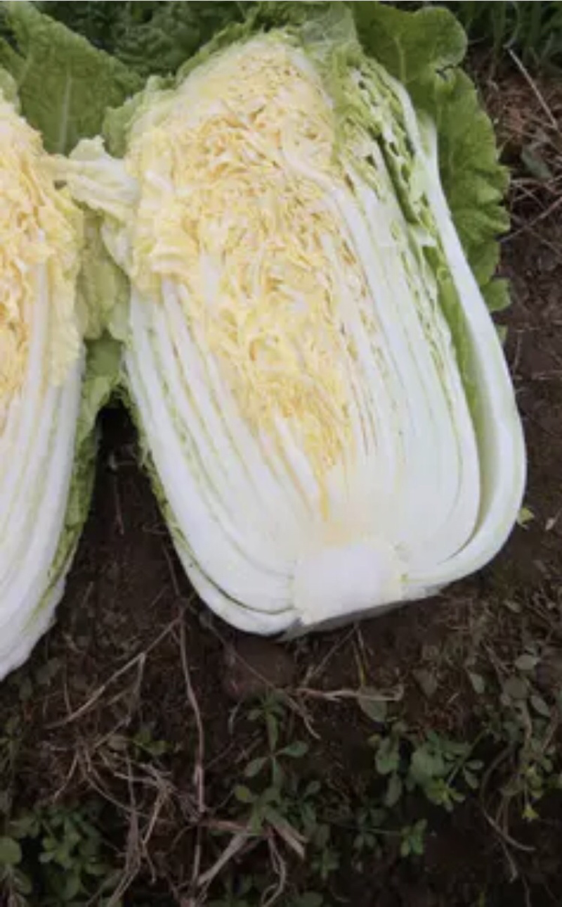 黄心白菜