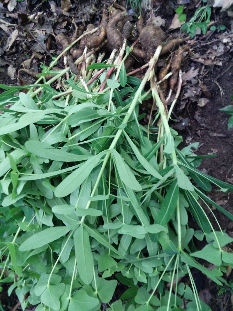 红大戟，野生红芽大戟，基地直销可做商品用药，也可做种苗种
