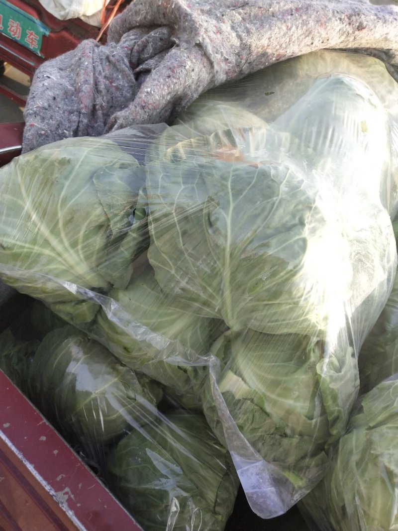【精品】河南甘蓝中甘系列圆包菜大量供应可视频看货