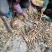 苦笋新鲜福建苦笋去壳批发可真空包装春笋雷笋水煮苦笋