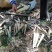 苦笋新鲜福建苦笋去壳批发可真空包装春笋雷笋水煮苦笋