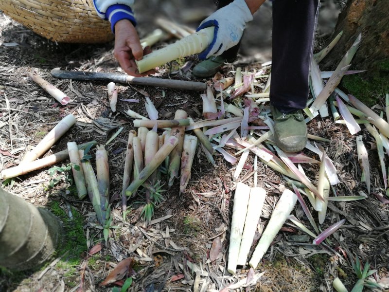 苦笋新鲜福建苦笋去壳批发可真空包装春笋雷笋水煮苦笋