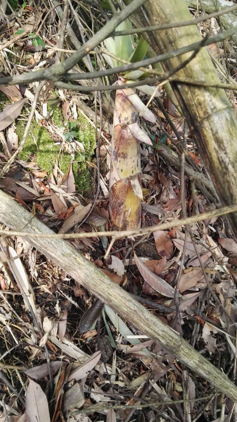 苦笋新鲜福建苦笋去壳批发可真空包装春笋雷笋水煮苦笋