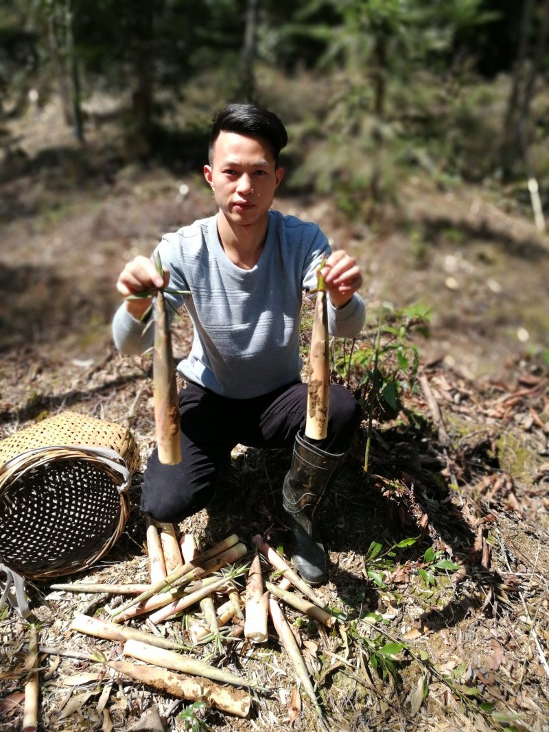 苦笋新鲜福建苦笋去壳批发可真空包装春笋雷笋水煮苦笋