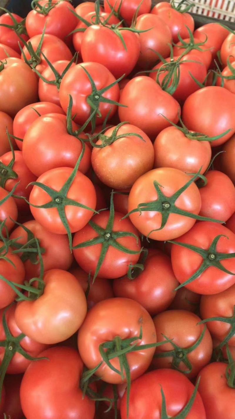 大红西红柿、粉柿子。专业对接出口、商超，批发市场等