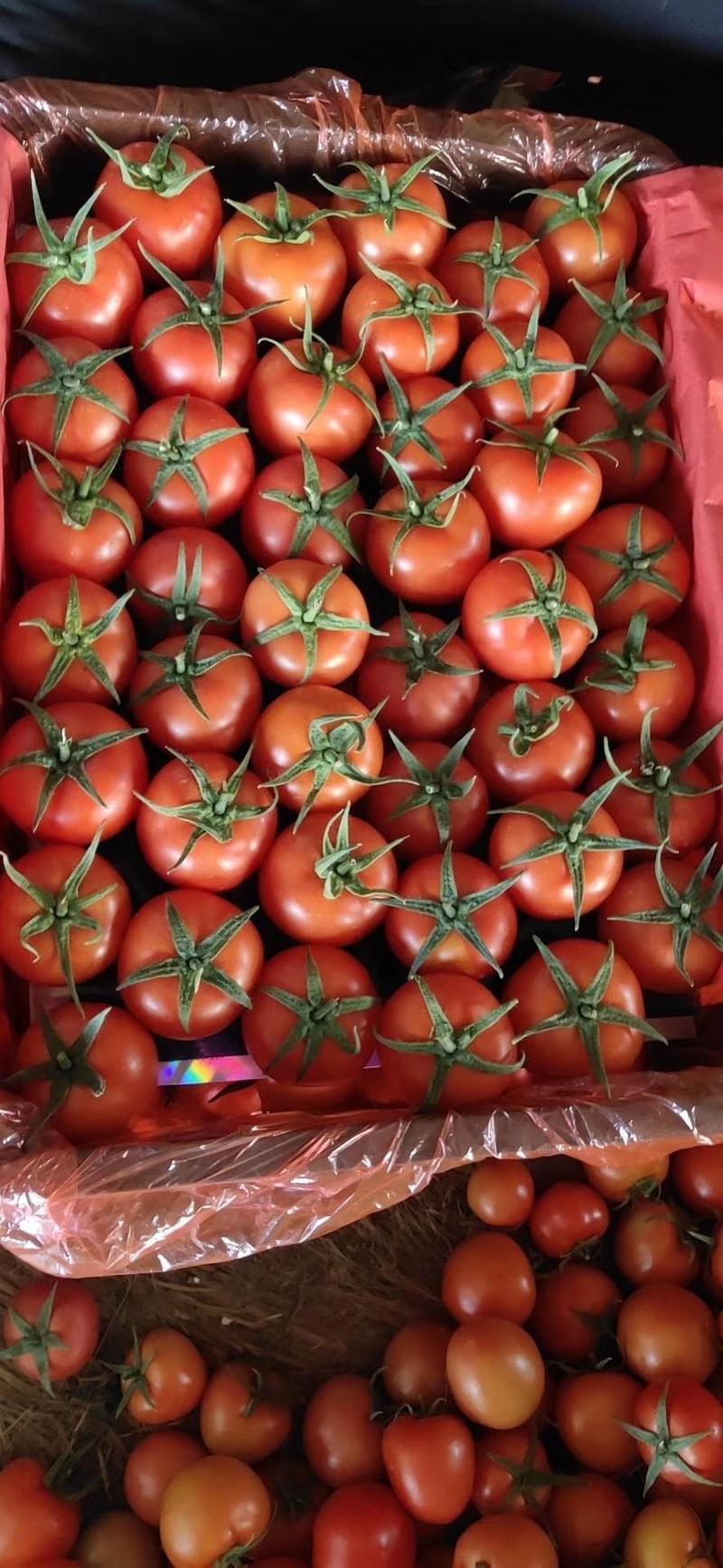 大红西红柿、粉柿子。专业对接出口、商超，批发市场等