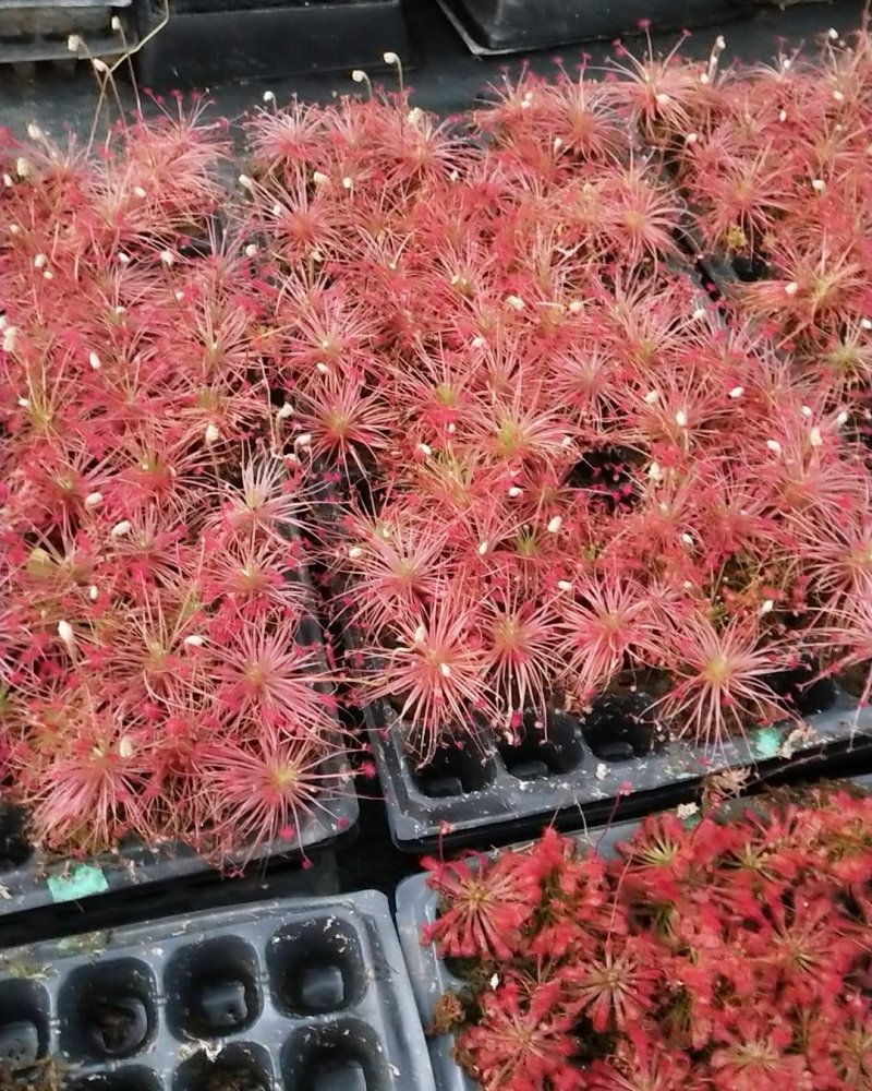 批发捕蝇草食虫植物之孔雀