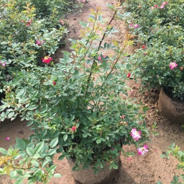 常年批发供应微型月季价格优惠种植基地大量销售