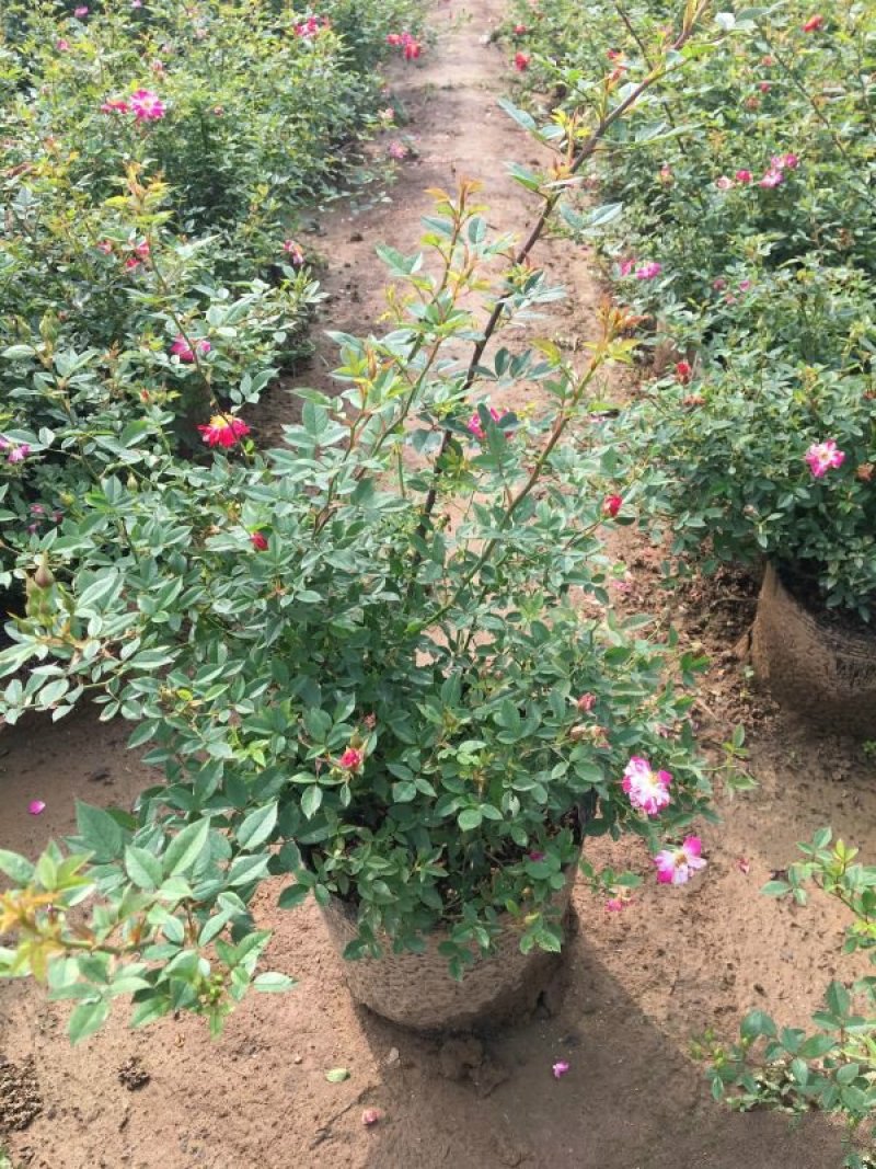 常年批发供应微型月季价格优惠种植基地大量销售