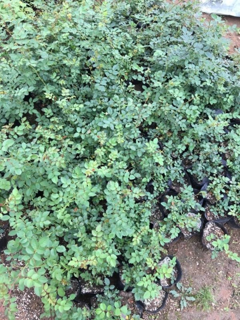 常年批发供应微型月季价格优惠种植基地大量销售