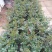 常年批发供应微型月季价格优惠种植基地大量销售