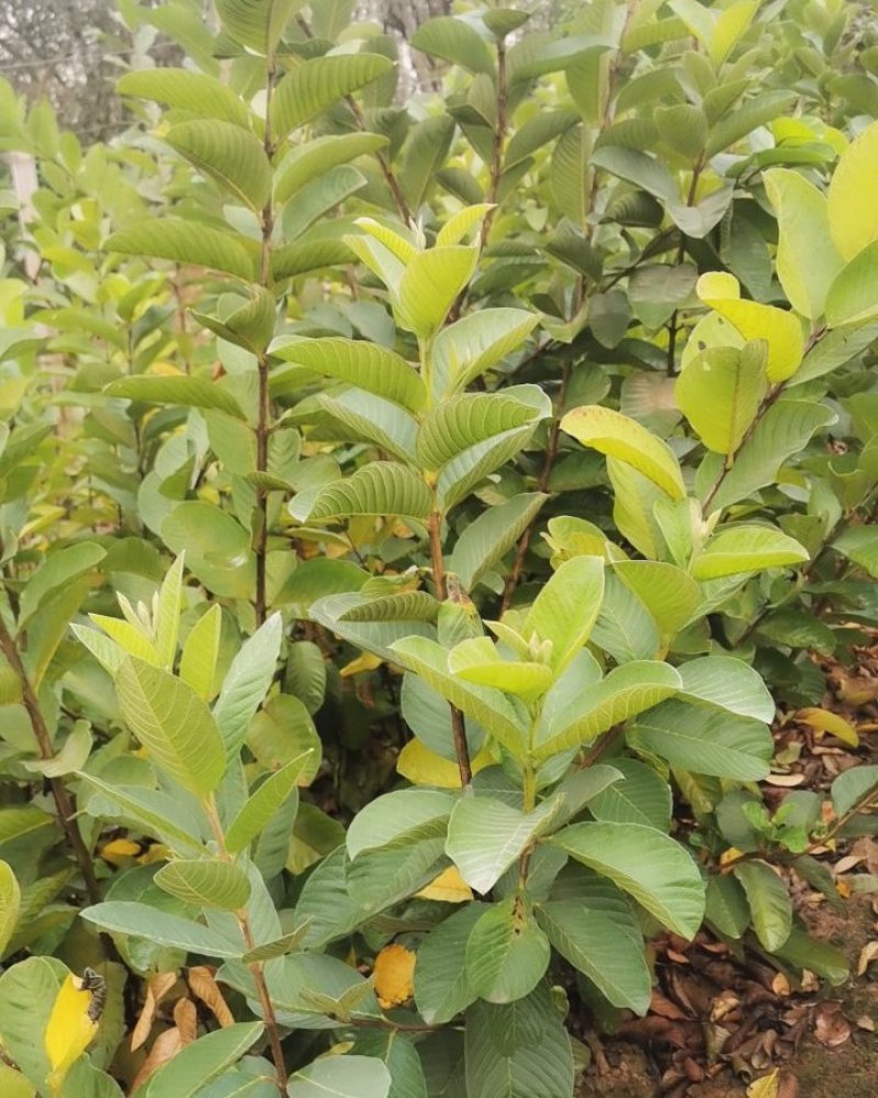 （台湾）番石榴苗