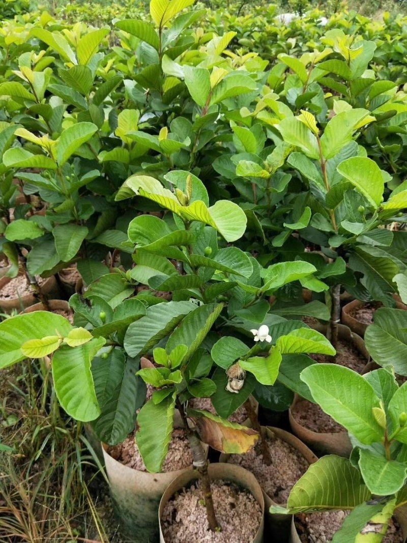 （台湾）番石榴苗
