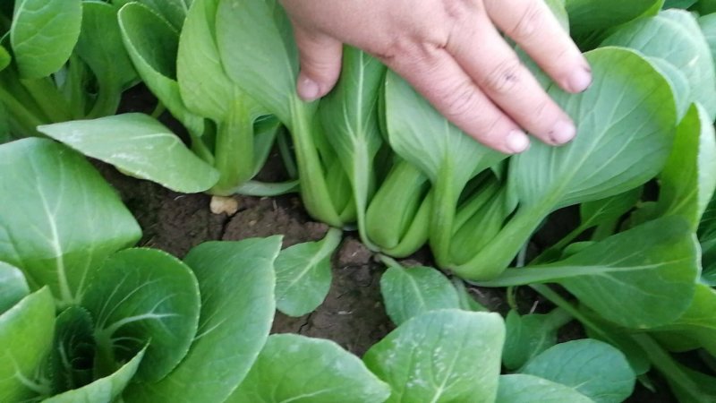 【上海青油菜】山东菏泽曹县基地直供，视频看货代收代发