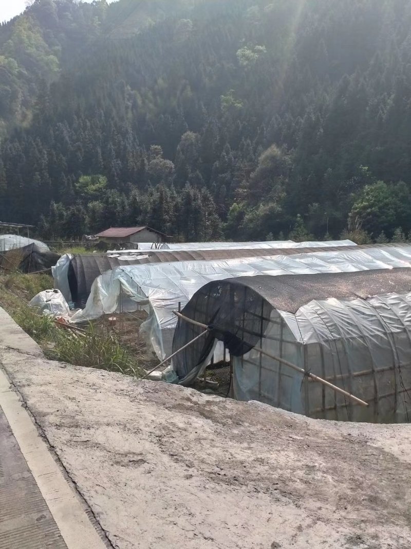 基地提供优质红果参种苗及鲜果