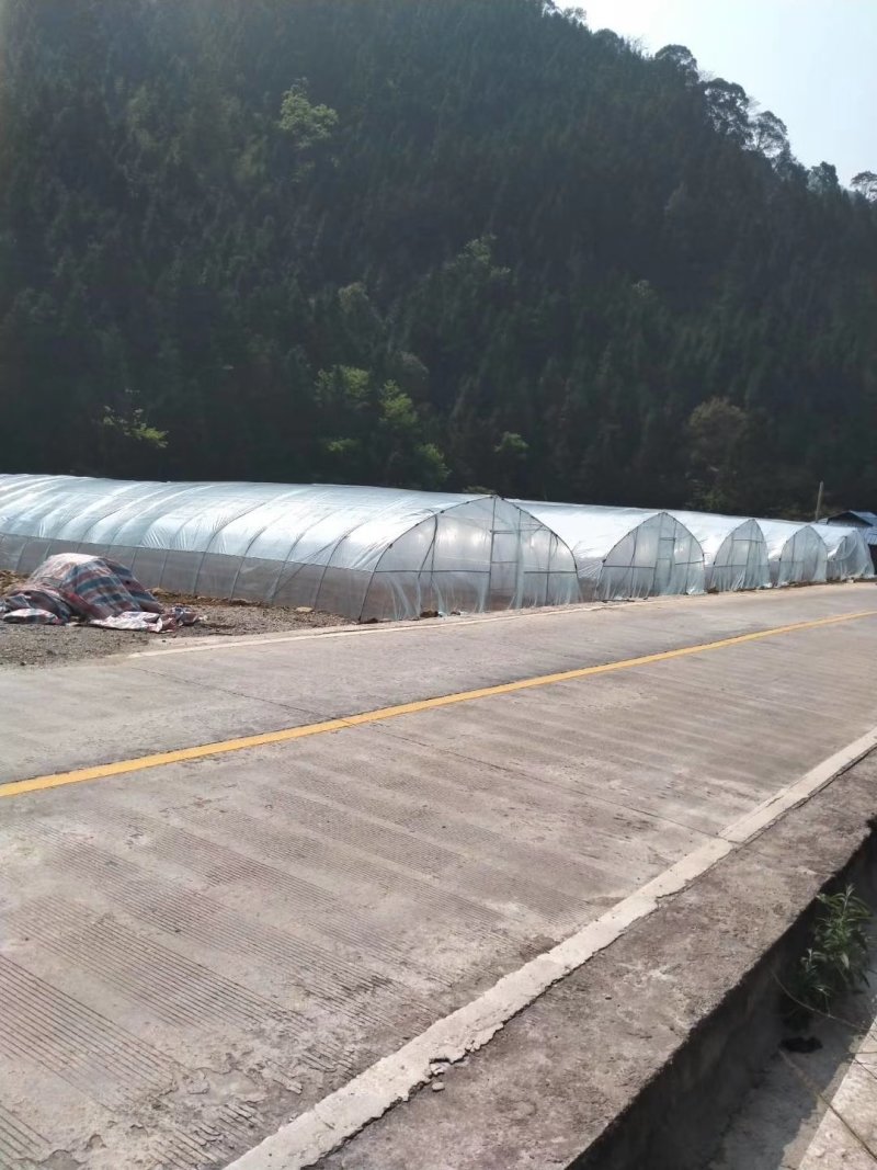 基地提供优质红果参种苗及鲜果