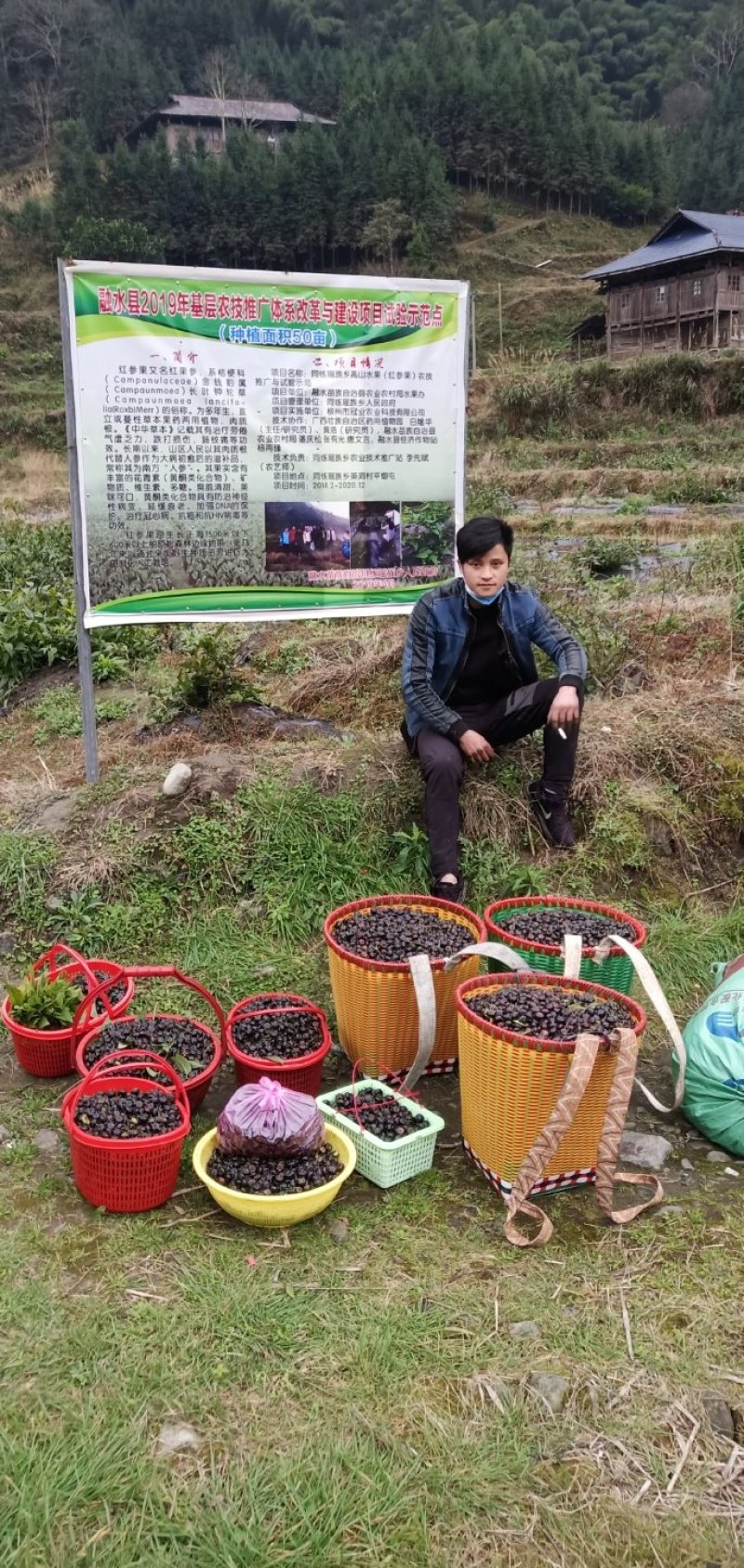 基地提供优质红果参种苗及鲜果
