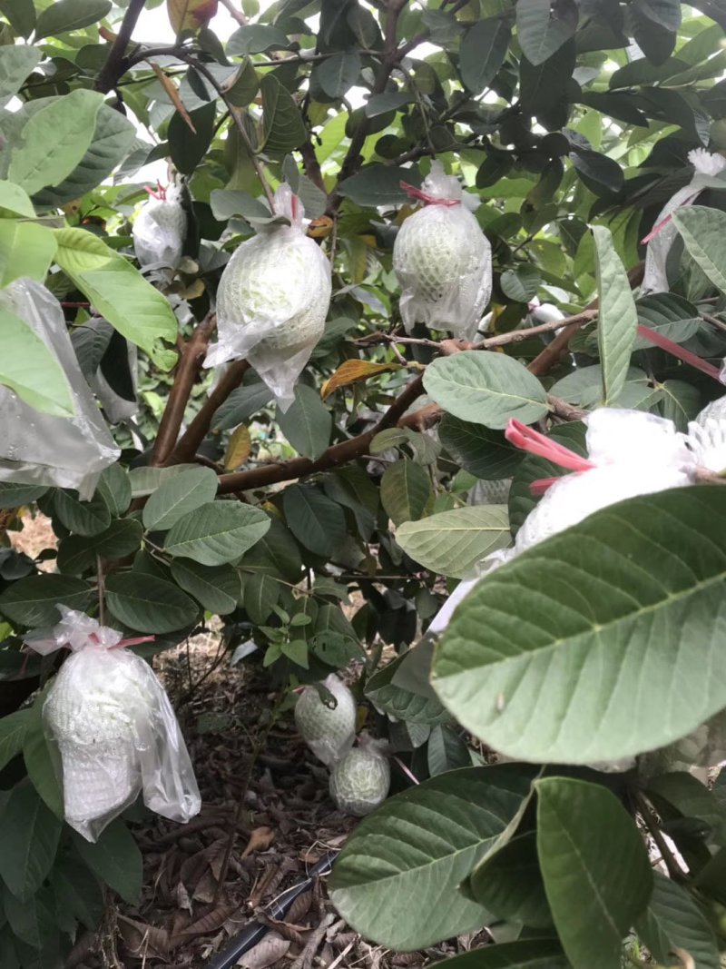 漳州珍珠芭乐(番石榴)