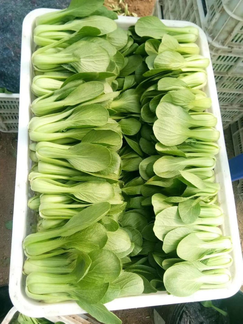 山东曹县油菜上海青商超精品，油菜现采现发