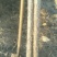 杨树