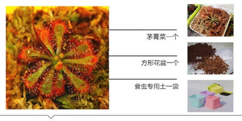 捕蝇草食虫植物系列之洛芙丽，产地直发，量大从优，欢迎进店
