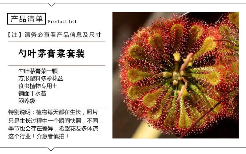 捕蝇草食虫植物系列之洛芙丽，产地直发，量大从优，欢迎进店