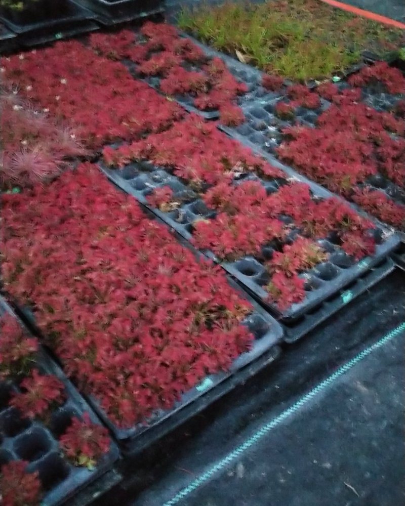 捕蝇草食虫植物系列之洛芙丽，产地直发，量大从优，欢迎进店