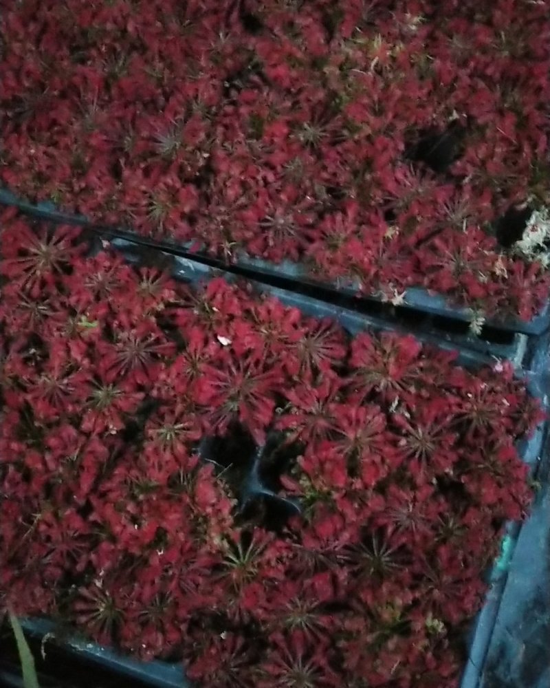 捕蝇草食虫植物系列之洛芙丽，产地直发，量大从优，欢迎进店