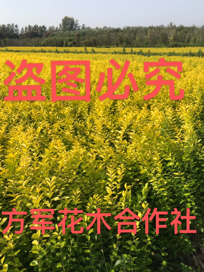 金叶女贞苗床苗全部先挖先卖基地直销提供发票