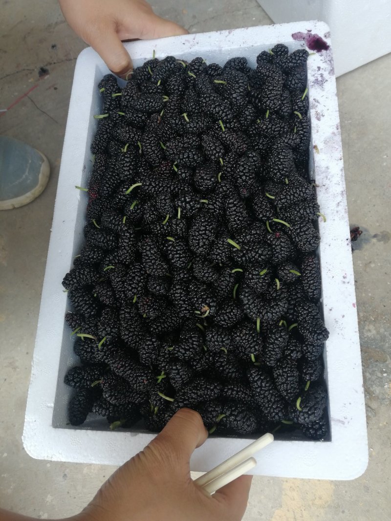 新鲜桑葚产地代办代发货保质保量诚信合作可实地考察视频看货