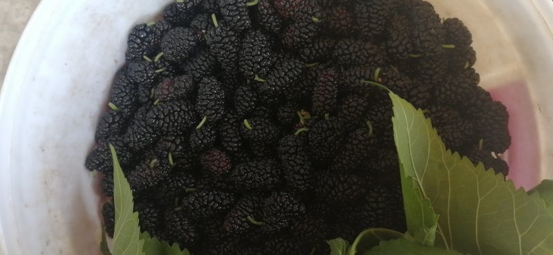 新鲜桑葚产地代办代发货保质保量诚信合作可实地考察视频看货