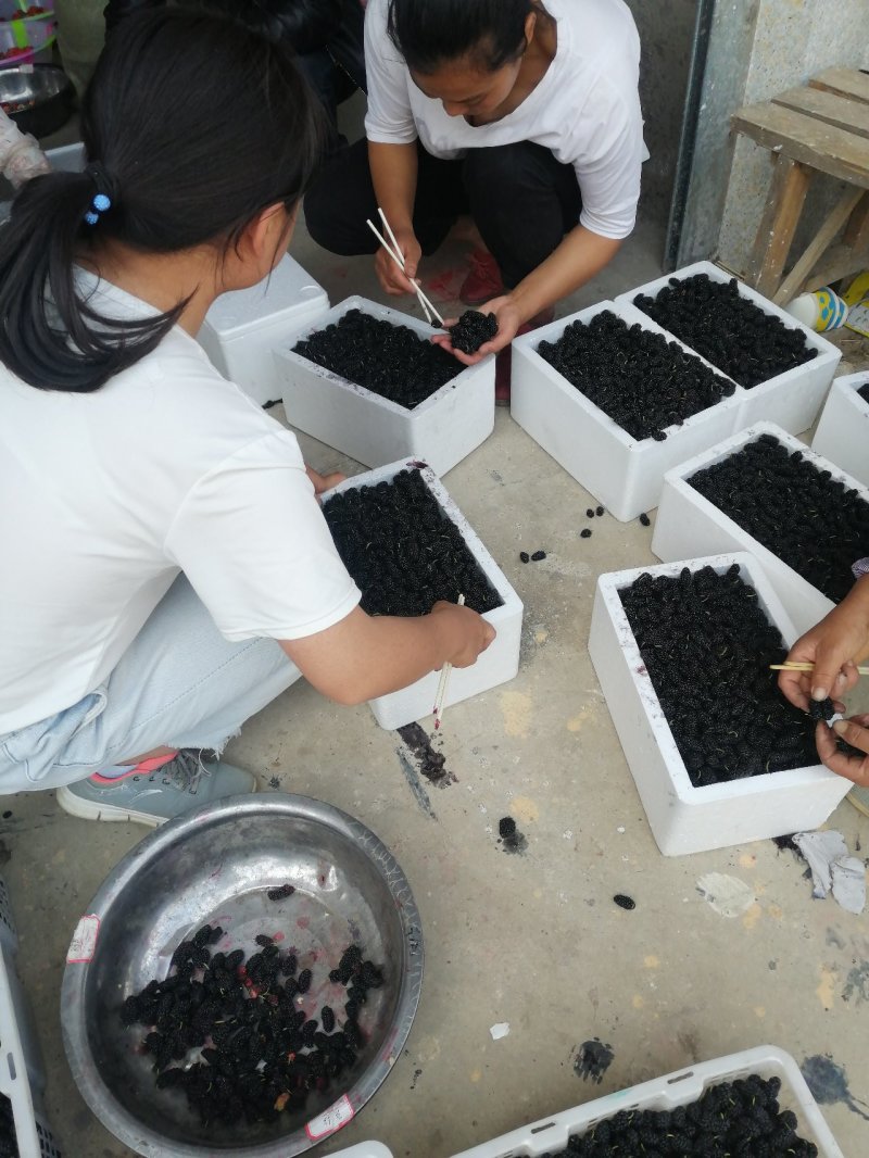 新鲜桑葚产地代办代发货保质保量诚信合作可实地考察视频看货